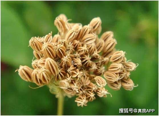 老國貨膚美靈洗面奶 價格親民卻功效非凡，植物提取物不輸大牌